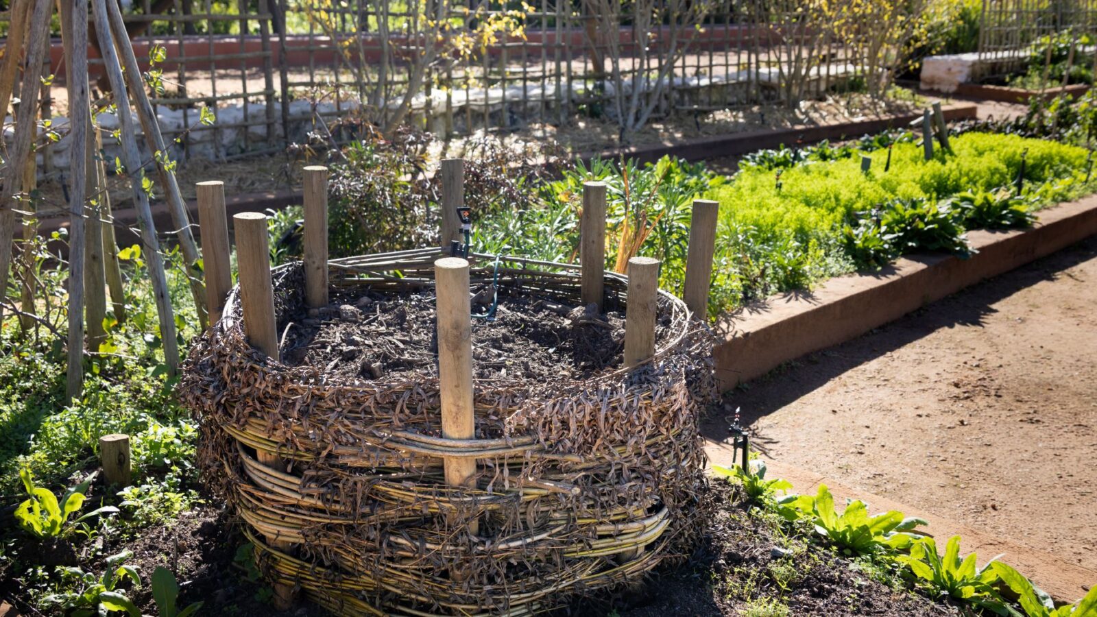 Wooden three-bin backyard compost system with fresh kitchen scraps and dry leaves visible in one bay