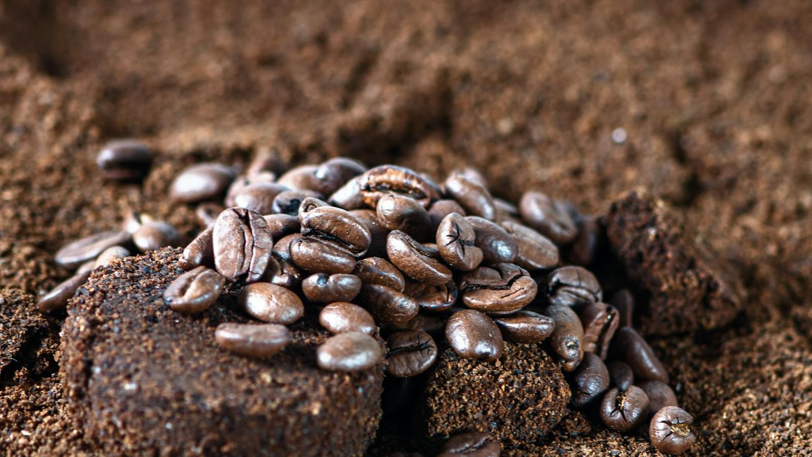 Coffee Grounds, Eggshells, and Tea Bags: The Truth About Composting