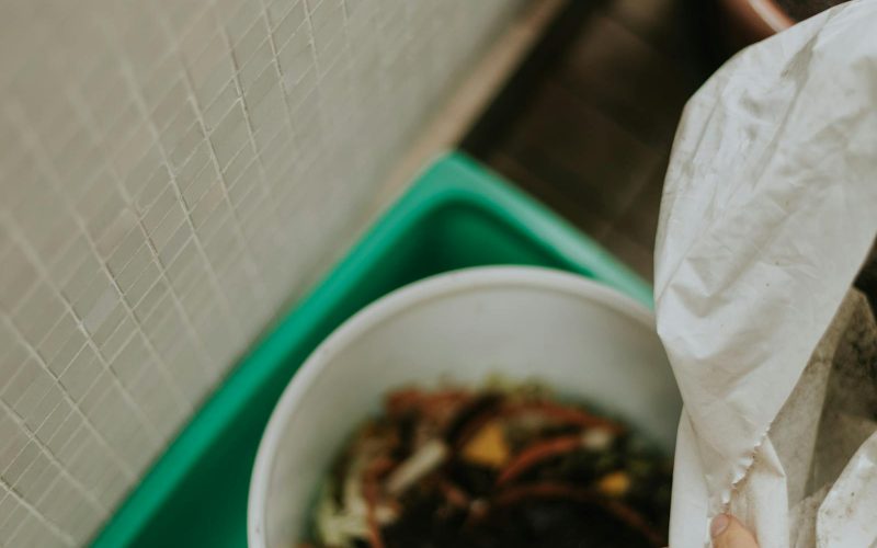 Worm Bins for Beginners: A Quiet Guide