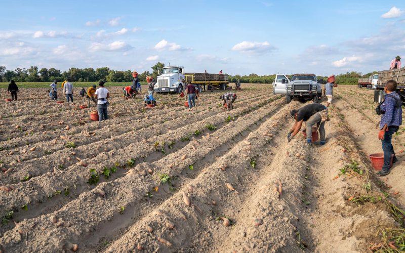 Shopping the Farmer’s Market Without Overspending